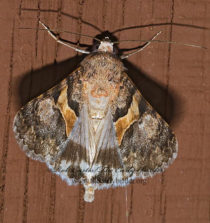Forsebia cinis  FORSEBIA MOTH 6024730 z