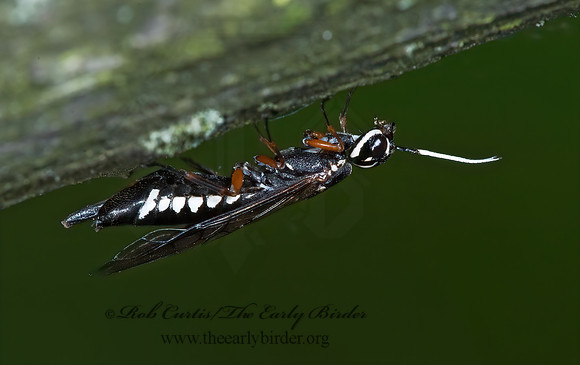 Xiphydria maculata 5008433z