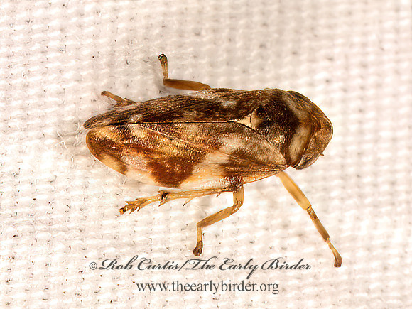 Philaneus spumarius MEADOW SPITTLEBUG 9083727z