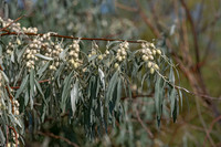 Elaeagnus angustifolia RUSSIAN OLIVE 3024112-z