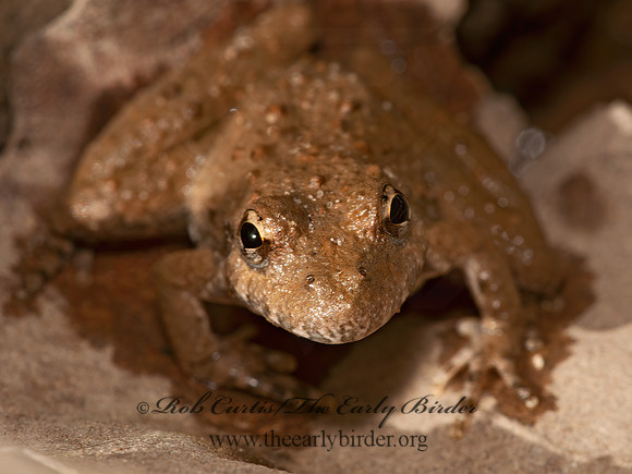Acris blanchardi  BLANCHARD'S CRICKET FROG 3016796 z