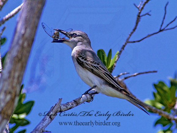 Tyrannus dominicensis  GRAY KINGBIRD 250215z