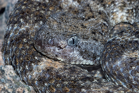 Crotalus mitchellii  SPECKLED RATTLESNAKE 6025427z