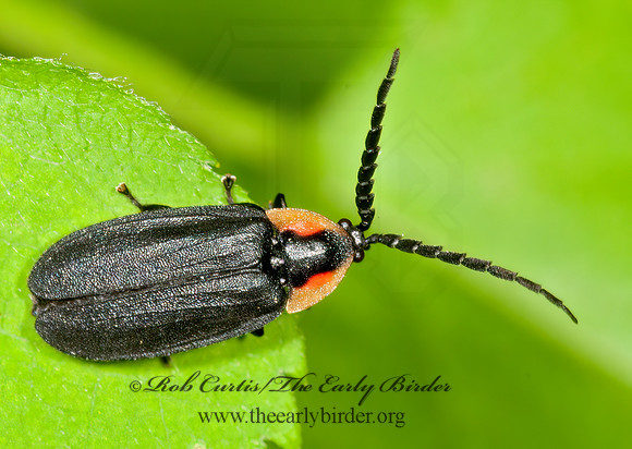 Lucidota atra  BLACK FIREFLY 3013649z
