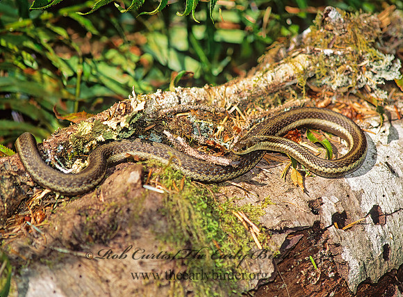 Thamnophis ordinoides  NORTHWESTERN GARTER SNAKE 132926 z