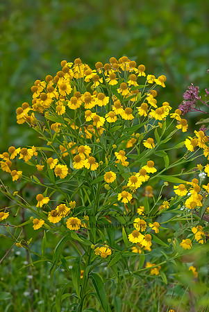 Helenium autumnale  COMMON SNEEZEWEED 7017945z