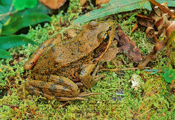 Rana aurora  NORTHERN RED-LEGGED FROG150536 z