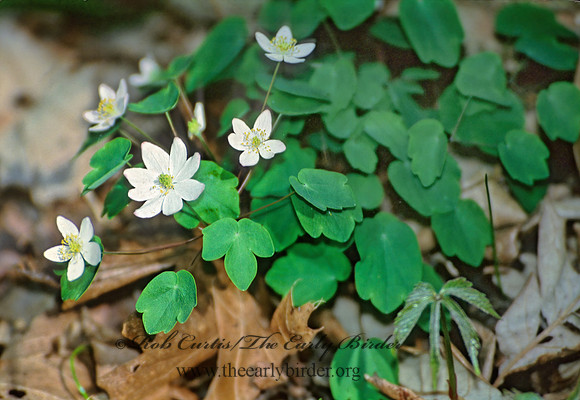 Thalictrum thalictroide  RUE ANEMONE 280126z
