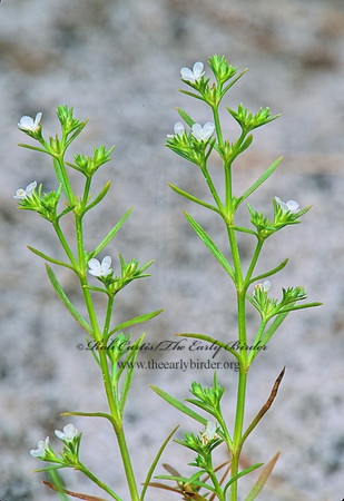 Polypremum procumbens - RUSTWEED 262612z