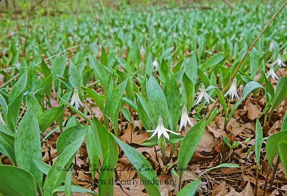 Erythronium albidium  WHITE TROUT LILY 288401z