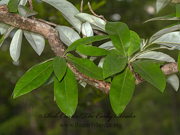 Magnolia virginiana  SWEETBAY MAGNOLIA 3041340-z
