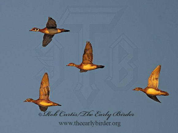 Aix sponsa WOOD DUCK 9091536i