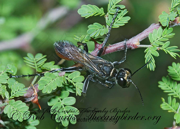 Prionyx parkeri or thomae 7006248z