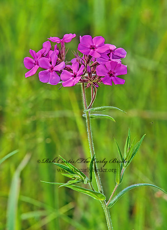 Phlox divaricata  BLUE PHLOX 267433z