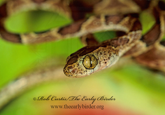 Imantodes gemmistratus  VINE SNAKE 193734z