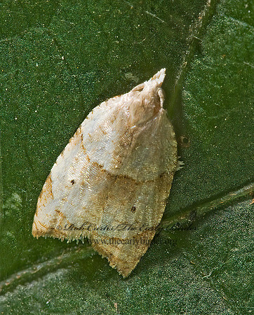 Coelostathma discopunctana THE BATMAN MOTH 5000971 z