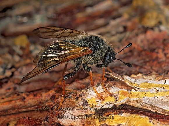 Trichiosoma triangulum 242923z