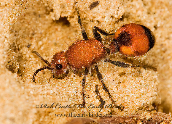 Dasymutilla bioculata or lepeletierii 8016811z