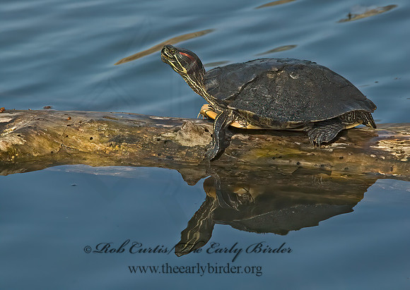 Trachemys scripta elegans  RED EARED SLIDER  5004756'z