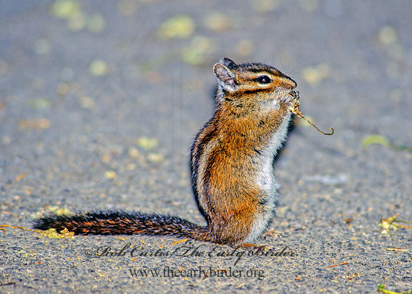 Neotamias amoenus  YELLOW PINE CHIPMUNK 133333z