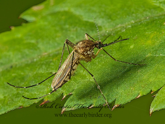 Aedes vexans  INLAND FLOODWATER MOSQUITO 5013274z
