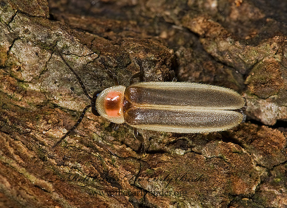 Photinus marginellus-curtatus complex 8005926z