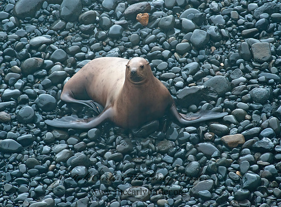 Zalophus californianus  CALIFORNIA SEA LION 8019626z