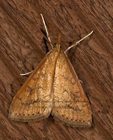 Udea rubigalis CELERY LEAFTIER MOTH 8016602z