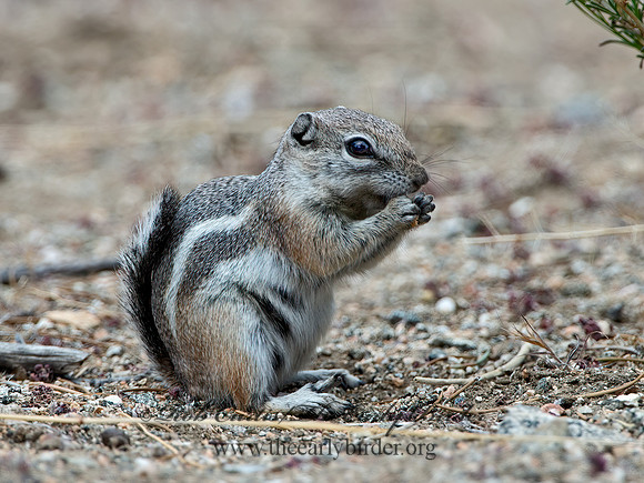 Ammospermophilus leucurus  WHITE-TAILED ANTELOPE SQUIRREL 9056933z