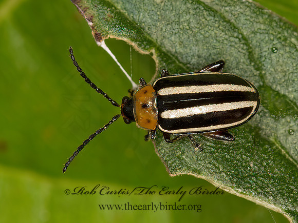 Dsisonycha glabrata  PIGWEED FLEA BEETLE 9050519z
