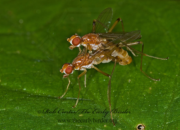 Compsobata univitta STILT-LEGGED FLY 6007134z