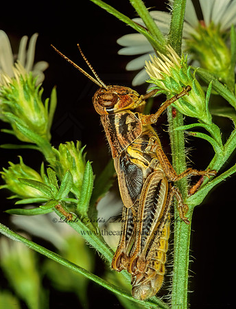Melanoplus femurrubrum  RED-LEGGED GRASSHOPPER 115806z