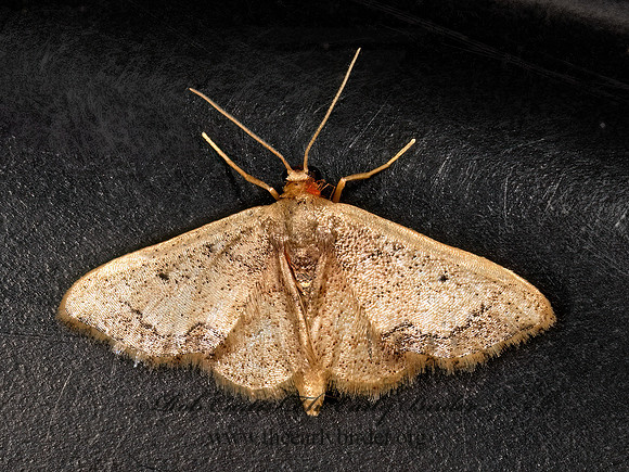 Idaea  STERRHINI GEOMETER  3030768z