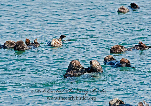 Enhydra lutris nereis  SOUTHERN SEA OTTER 8020424 z