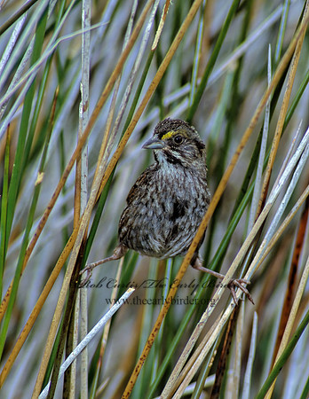Ammospiza maritima  SEASIDE SPARROW 256623z