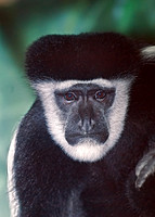 Colobus guereza  BLACK & WHITE COLOBUS MONKEY 6018531z