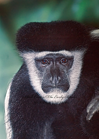 Colobus guereza  BLACK & WHITE COLOBUS MONKEY 6018531z