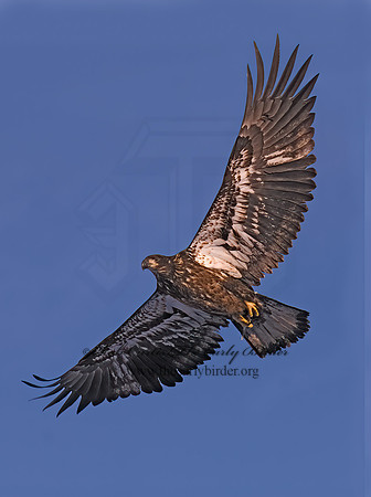 Haliaeetus leucocephalus  BALD EAGLE 6020556z