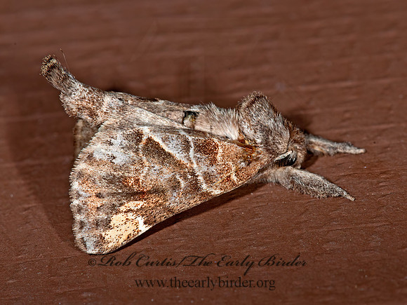 Clostera strigosa  STRIPED CHOCOLATE-TIPPEDMOTH 3013955z