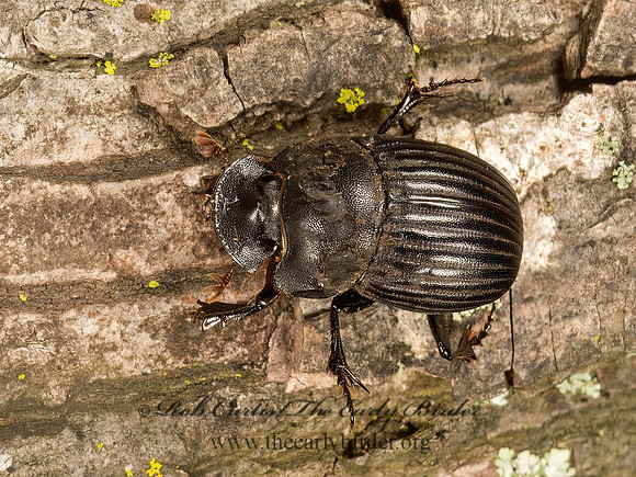 Copris fricator  DUNG BEETLE 9050396z