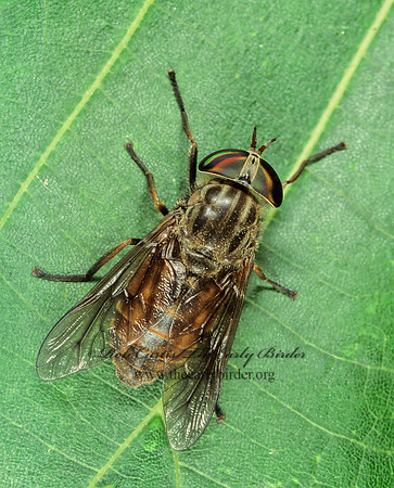 Hybomitra  HORSE FLY 207501z