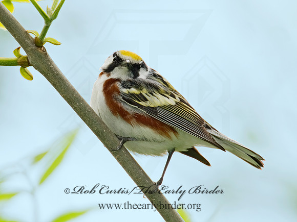 Setophaga pennsylvanica  CHESTNUT-SIDED WARBLER 6006071z
