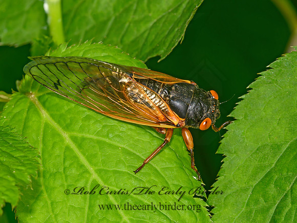 Magicicada cassinii  CASSIN'S PERIODICAL CICADA 3021030z