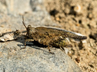 Paratettix cucullatus HOODED GROUSE LOCUST 9049505z