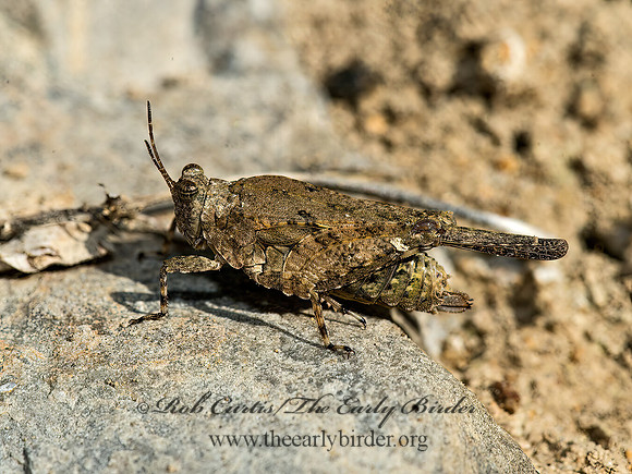 Paratettix cucullatus  HOODED GROUSE LOCUST 9049505z