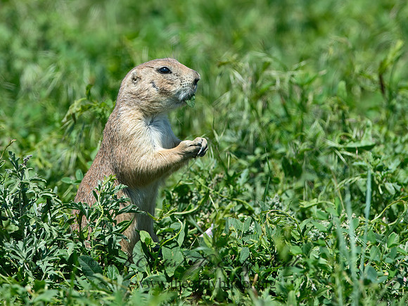 Cynomys ludovicianus  BLACK-TAILED PRAIRIE DOG 9061623z