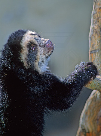 Tremarctos ornatus  SPECTACLED BEAR 79209.1z