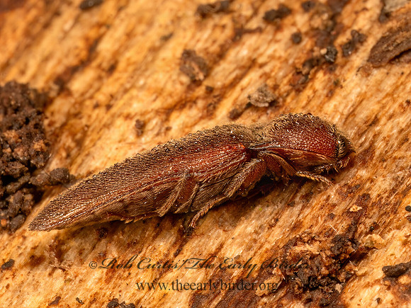 Melanotus communis complex  CLICK BEETLE 9086994z