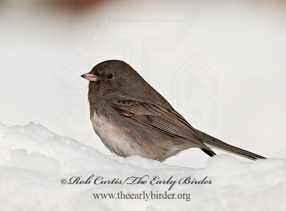 Junco hyemalis   DARK-EYED JUNCO 3012413z