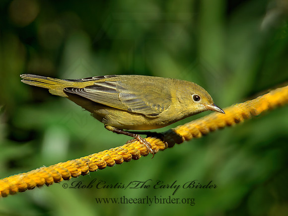 Setophaga petechia  YELLOW WARBLER 9004932z